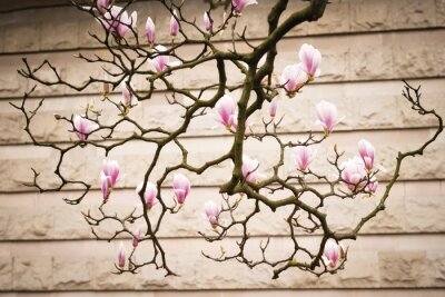 Fototapete Ein Magnolienzweig mit der Wand im Hintergrund