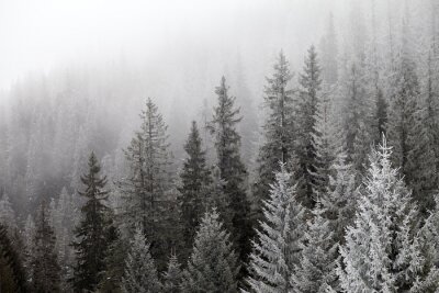 Fototapete Ein nebliger Winterwald mit schneebedeckten Fichten