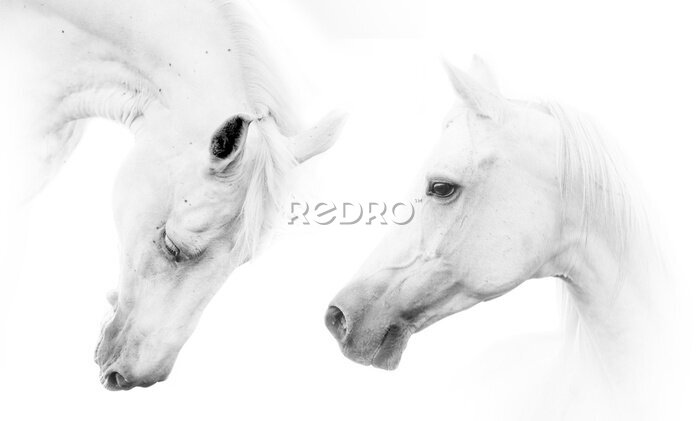 Fototapete Ein paar schöne Pferde auf weißem Hintergrund