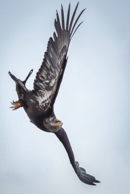 Fototapete Ein schwarzer Vogel mit ausgebreiteten Flügeln