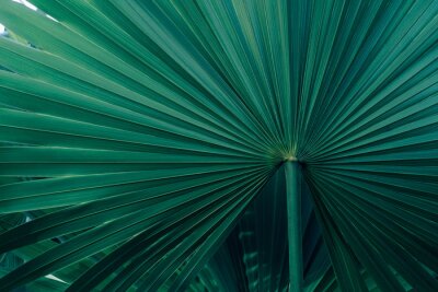 Fototapete Ein sich ausbreitendes Blatt einer exotischen Palme