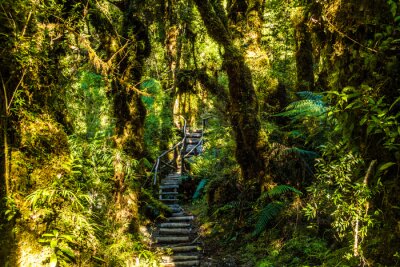 Ein Weg tief in den Regenwald