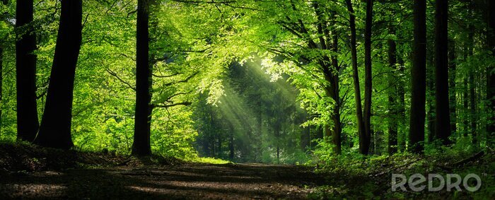 Fototapete Ein Weg zwischen grünen Bäumen
