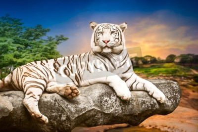 Fototapete Ein weißer Tiger liegt auf einem Stein