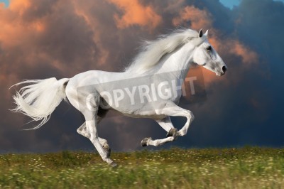 Fototapete Ein weißes pferd in den wolken