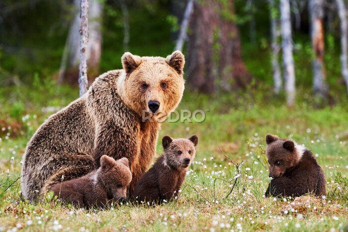 Fototapete Eine Bärenfamilie auf einer grünen Waldlichtung