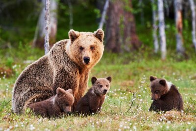 Fototapete Eine Bärenfamilie auf einer grünen Waldlichtung