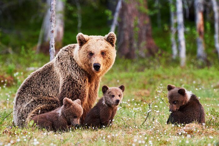 Fototapete Eine Bärenfamilie auf einer grünen Waldlichtung