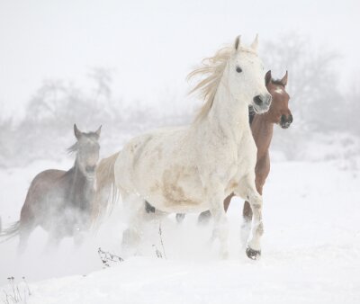 Fototapete Eine Herde Pferde galoppiert im Winter