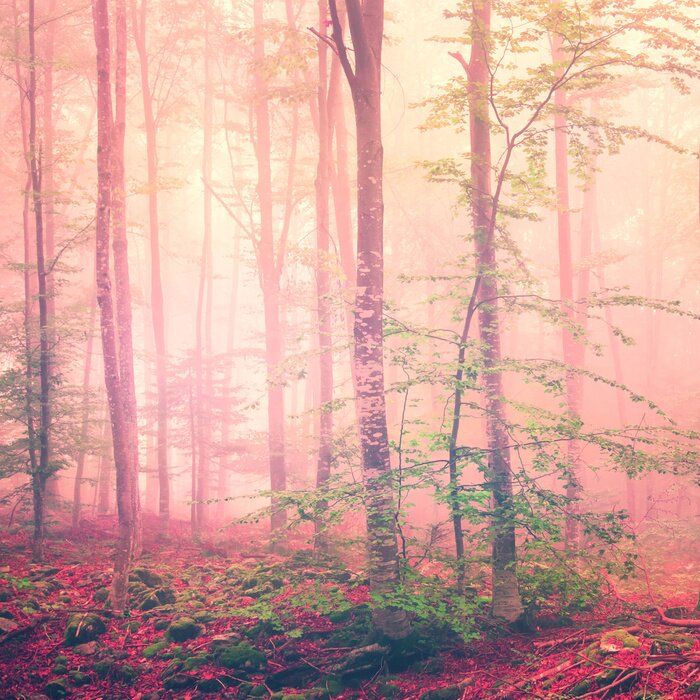 Fototapete Eine in vielfarbigen Nebel gehüllte Waldlandschaft