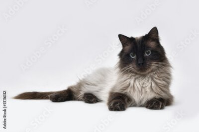 Fototapete Eine liegende Ragdoll-Katze