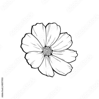 Fototapete Eine Linie Kunstblumenskizze, Vektorillustration lokalisiert auf weißem Hintergrund