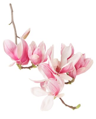Fototapete Eine Magnolie mit rosa Blüten