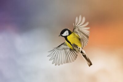 Fototapete Eine Meise vor unscharfem Hintergrund