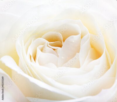 Fototapete Eine Nahaufnahme einer weißen Rosenknospe