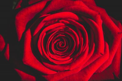 Fototapete Eine rote Rose im Dunkeln