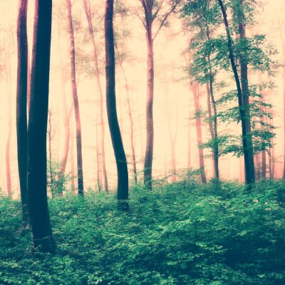 Fototapete Eine sepiafarbene Waldszene mit grünem Unterholz und Baumkronen