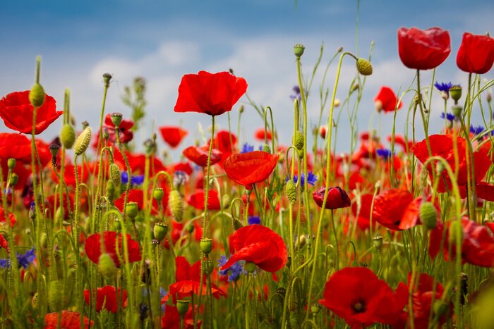 Fototapete Eine Wiese mit Mohnblumen und Kornblumen