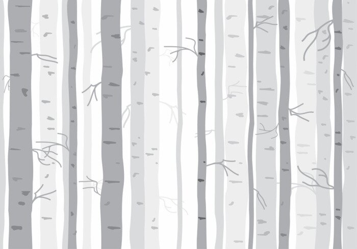 Fototapete Einfarbige Birken