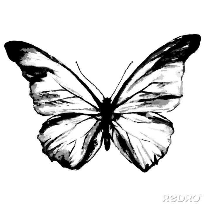 Fototapete Einfarbiger transparenter Schmetterling