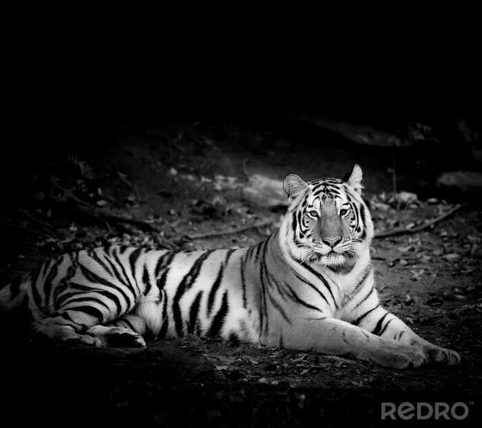 Fototapete Einfarbiges tiger porträt
