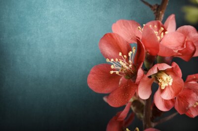 Fototapete Einheitliche Textur mit Blume