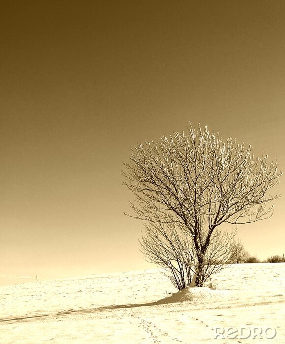 Fototapete Einsamer Baum im Retro-Schatten