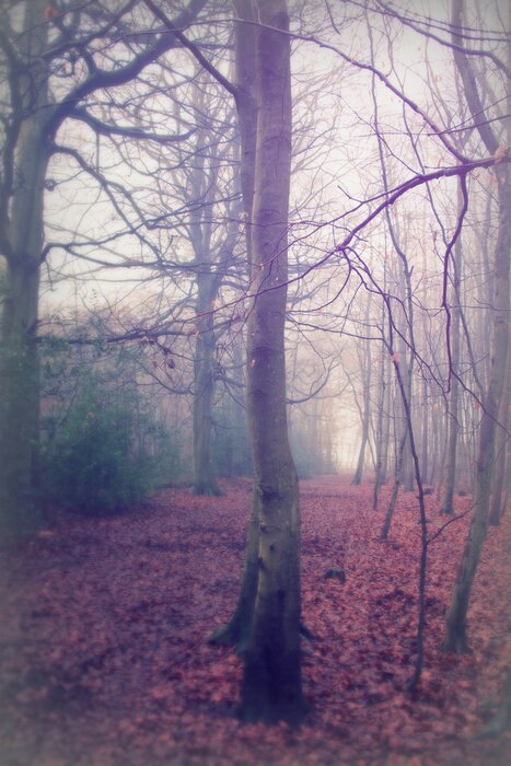 Fototapete Einsamer baum im wald