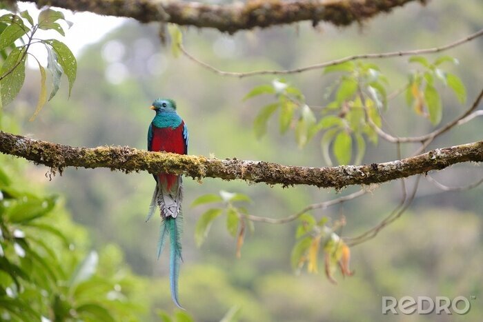 Fototapete Einsamer Vogel auf dem Baum