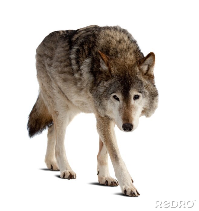 Fototapete einsamer Wolf auf hellem Hintergrund