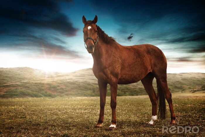 Fototapete Einsames Pferd auf der Wiese