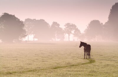 Fototapete Einsames pferd im nebel