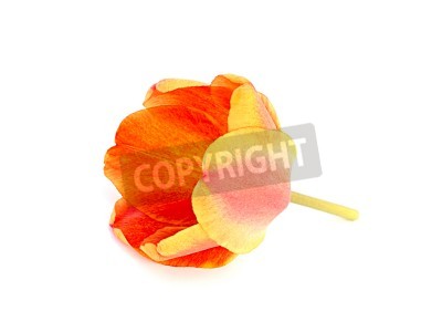 Fototapete Einzelne orange Tulpe