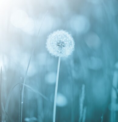 Fototapete Einzelne Pusteblume auf blauem Hintergrund