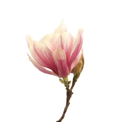 Einzelne rosa Magnolie