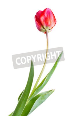 Fototapete Einzelne rote Tulpe