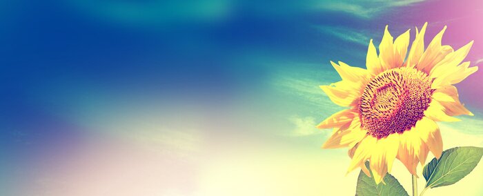 Fototapete Einzelne Sonnenblume vor dem Hintergrund des Himmels