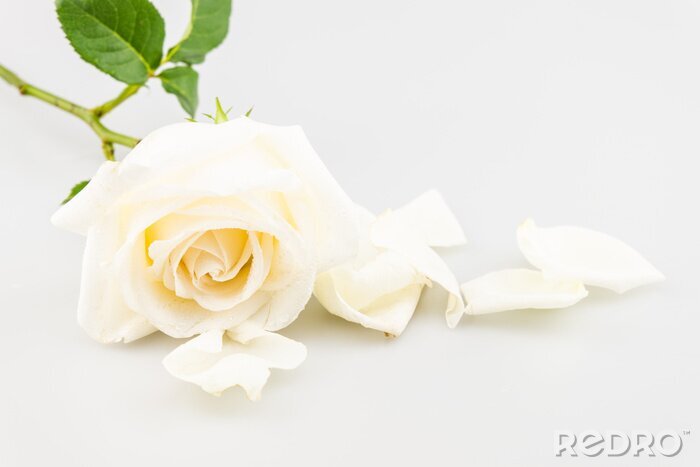 Fototapete Einzelne weiße Rose