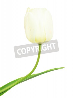 Fototapete Einzelne weiße Tulpe