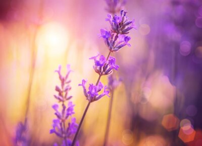 Fototapete Einzelner Lavendel in der Sonne