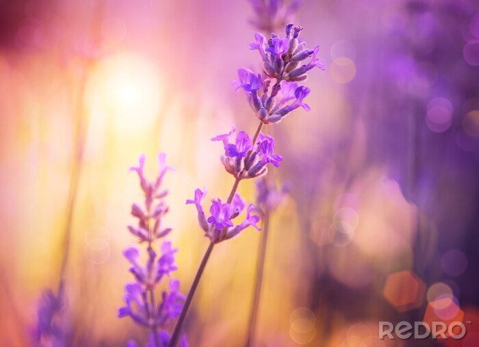 Fototapete Einzelner Lavendel in der Sonne