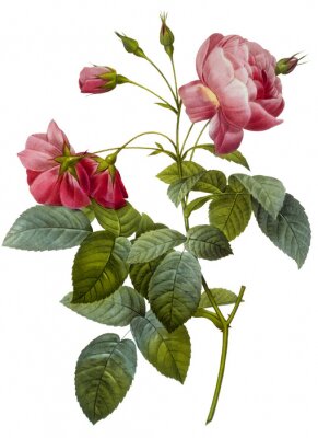 Einzelner Zweig mit roten Blüten und Blättern