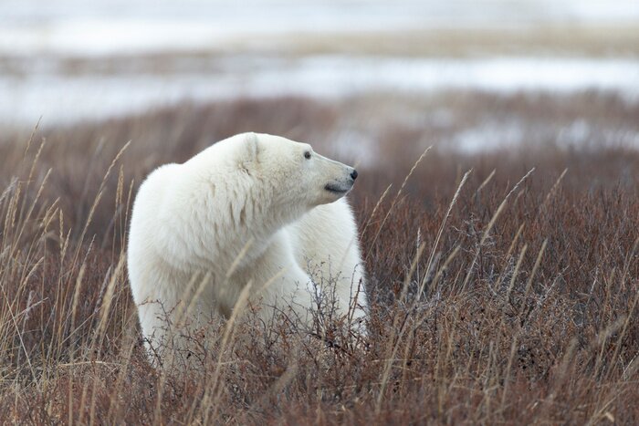 Fototapete Eisbär auf der Lichtung