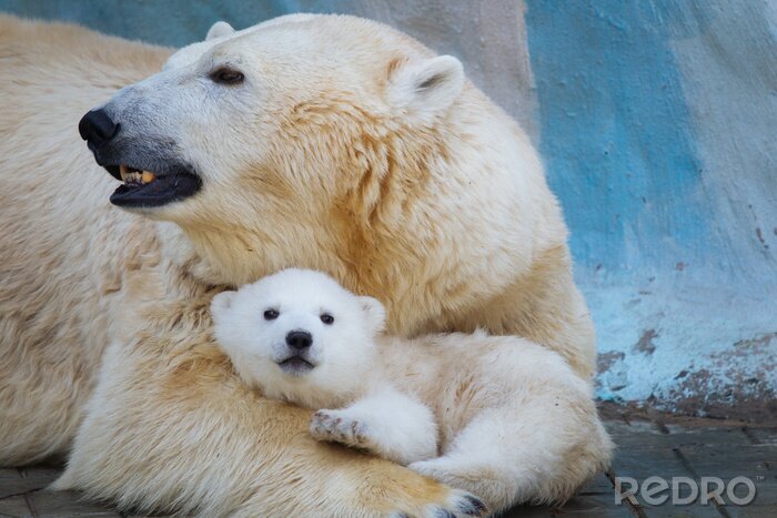 Fototapete Eisbär mit Jungtier