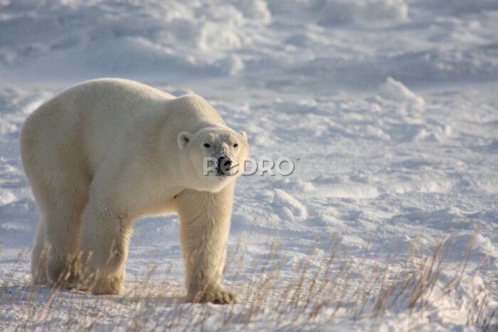 Fototapete Eisbär zu Fuß auf dem arktischen Schnee, mit gesenktem Kopf