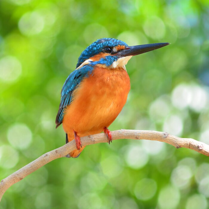 Fototapete Eisvogel auf einem Ast