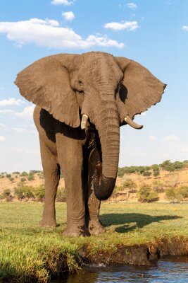Fototapete Elefant an einem sonnigen Tag
