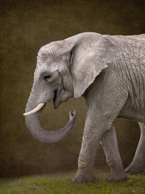 Fototapete Elefant auf braunem Hintergrund