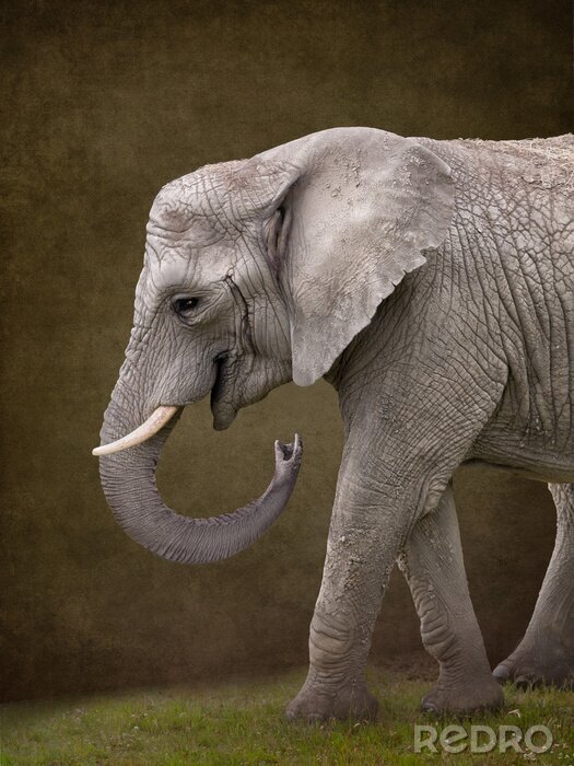 Fototapete Elefant auf braunem Hintergrund