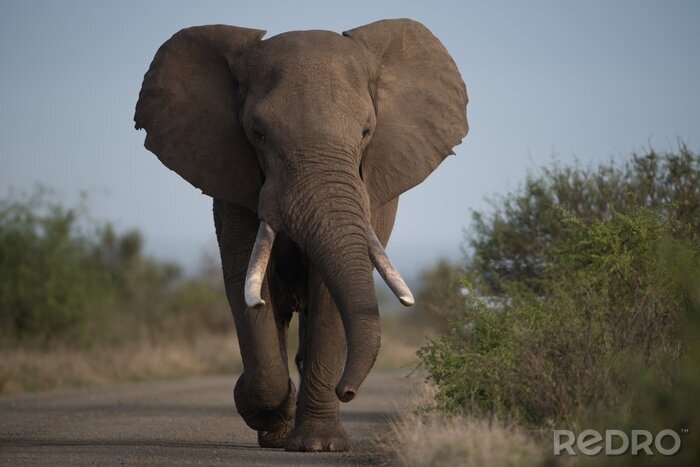 Fototapete Elefant auf dem Weg